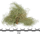 中文名:菘蘿屬(L00003214)學名:Usnea(L00003214)