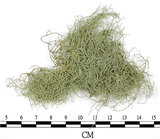 中文名:菘蘿屬(L00003214)學名:Usnea(L00003214)