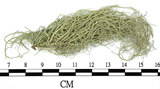 中文名:菘蘿屬(L00003219)學名:Usnea(L00003219)