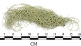 中文名:菘蘿屬(L00003219)學名:Usnea(L00003219)