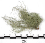 中文名:菘蘿屬(L00003224)學名:Usnea(L00003224)