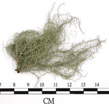 中文名:菘蘿屬(L00003224)學名:Usnea(L00003224)