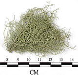 中文名:菘蘿屬(L00003225)學名:Usnea(L00003225)