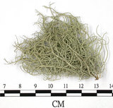 中文名:菘蘿屬(L00003225)學名:Usnea(L00003225)