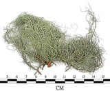 中文名:菘蘿屬(L00003259)學名:Usnea(L00003259)