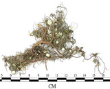 中文名:菘蘿屬(L00003261)學名:Usnea(L00003261)