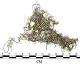 中文名:菘蘿屬(L00003261)學名:Usnea(L00003261)