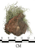 中文名:菘蘿屬(L00003285)學名:Usnea(L00003285)