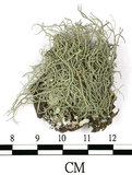 中文名:菘蘿屬(L00003285)學名:Usnea(L00003285)