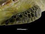 中文名:綠蠵龜(00002452)學名:Chelonia mydas (00002452)中文別名:海龜英文名:Green Sea Turtle