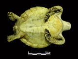 中文名:綠蠵龜(00002452)學名:Chelonia mydas (00002452)中文別名:海龜英文名:Green Sea Turtle