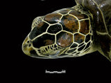 中文名:綠蠵龜(00003781)學名:Chelonia mydas (00003781)中文別名:海龜英文名:Green Sea Turtle