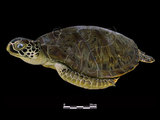 中文名:綠蠵龜(00003781)學名:Chelonia mydas (00003781)中文別名:海龜英文名:Green Sea Turtle