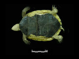中文名:食蛇龜(00000673)學名:Cistoclemmys flavomarginata(00000673)中文別名:箱龜英文名:Yellow-margined Box Turtle