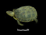 中文名:食蛇龜(00000673)學名:Cistoclemmys flavomarginata(00000673)中文別名:箱龜英文名:Yellow-margined Box Turtle