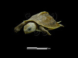 中文名:食蛇龜(00001566)學名:Cistoclemmys flavomarginata(00001566)中文別名:箱龜英文名:Yellow-margined Box Turtle