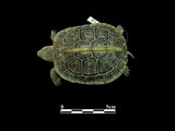 中文名:食蛇龜(00001672)學名:Cistoclemmys flavomarginata(00001672)中文別名:箱龜英文名:Yellow-margined Box Turtle