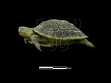 中文名:食蛇龜(00001672)學名:Cistoclemmys flavomarginata(00001672)中文別名:箱龜英文名:Yellow-margined Box Turtle