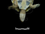 中文名:材棺龜(00000707)學名:Mauremys mutica(00000707)中文別名:黃龜英文名:Asian Yellow Pond Turtle