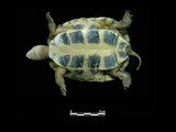 中文名:材棺龜(00000707)學名:Mauremys mutica(00000707)中文別名:黃龜英文名:Asian Yellow Pond Turtle
