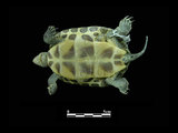 中文名:斑龜(00001417)學名:Ocadia sinensis(00001417)中文別名:綠龜英文名:Chinese Stripe-necked Turtle