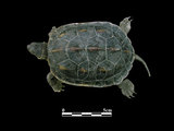 中文名:斑龜(00001417)學名:Ocadia sinensis(00001417)中文別名:綠龜英文名:Chinese Stripe-necked Turtle