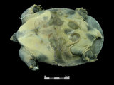 中文名:鱉(00002490)學名:Pelodiscus sinensis(00002490)中文別名:甲魚英文名:Chinese Soft-shelled Turtle
