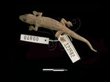 中文名:蝎虎(00000870)學名:Hemidactylus frenatus(00000870)中文別名:蜥虎英文名:Gommon House Gecko