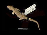 中文名:蝎虎(00001138)學名:Hemidactylus frenatus(00001138)中文別名:蜥虎英文名:Gommon House Gecko