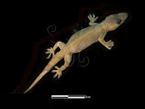 中文名:蝎虎(00001538)學名:Hemidactylus frenatus(00001538)中文別名:蜥虎英文名:Gommon House Gecko