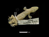 中文名:雅美鱗趾虎(00003777)學名:Lepidodactylus yami(00003777)中文別名:台灣鱗趾虎英文名:Yami s Scaly-toed Gecko