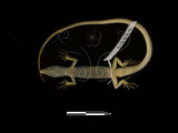 中文名:台灣草蜥(00000280)學名:Takydromus formosanus(00000280)中文別名:蛇舅母英文名:Formosan Grass Lizard