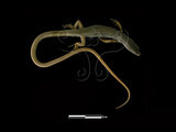 中文名:台灣草蜥(00001552)學名:Takydromus formosanus(00001552)中文別名:蛇舅母英文名:Formosan Grass Lizard