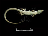 中文名:雪山草蜥(00002466)學名:Takydromus hsueshanesis(00002466)中文別名:蛇舅母英文名:Hsueshan s Grass Lizard