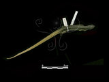 中文名:雪山草蜥(00002538)學名:Takydromus hsueshanesis(00002538)中文別名:蛇舅母英文名:Hsueshan s Grass Lizard