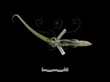 中文名:麗紋石龍子(00002393)學名:Eumeces elegans(00002393)中文別名:藍尾石龍子英文名:Elegant Five-lined Skink