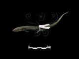 中文名:麗紋石龍子(00002393)學名:Eumeces elegans(00002393)中文別名:藍尾石龍子英文名:Elegant Five-lined Skink