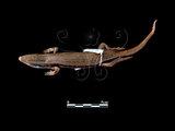 中文名:長尾南蜥(00003284)學名:Mabuya longicaudata(00003284)中文別名:無英文名:Long-tailed Skink
