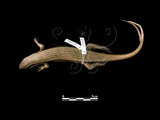 中文名:長尾南蜥(00003295)學名:Mabuya longicaudata(00003295)中文別名:無英文名:Long-tailed Skink