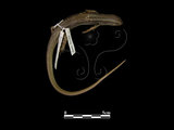 中文名:印度蜓蜥(00001975)學名:Sphenomorphus indicus(00001975)中文別名:肥豬(台語)英文名:Indian Forest Skink