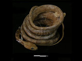 中文名:大頭蛇(00002380)學名:Boiga kraepelini(00002380)中文別名:絞花林蛇英文名:Square-head Snake
