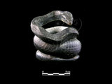 中文名:青蛇(00001154)學名:Cyclophiops major(00001154)中文別名:青竹絲英文名:Smooth Green Snake