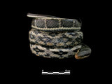 中文名:錦蛇(00002804)學名:Elaphe taeniura(00002804)中文別名:黑眉錦蛇英文名:Striped-tailed Rat Snake