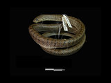 中文名:赤背松柏根(00002906)學名:Oligodon ornatus(00002906)中文別名:台灣小頭蛇英文名:Taiwan Kukri Snake
