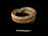 中文名:茶斑蛇(00001598)
