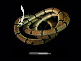 中文名:環紋赤蛇(00003025)學名:Calliophis macclellandi(00003025)中文別名:麗紋蛇英文名:Red-ringed Snake