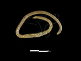 中文名:盲蛇(00001823)學名:Ramphotyphlops braminus(00001823)中文別名:鉤盲蛇英文名:Common Blind Snake