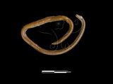 中文名:盲蛇(00001823)學名:Ramphotyphlops braminus(00001823)中文別名:鉤盲蛇英文名:Common Blind Snake