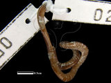中文名:盲蛇(00002363)學名:Ramphotyphlops braminus(00002363)中文別名:鉤盲蛇英文名:Common Blind Snake