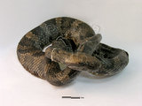 中文名:瑪家龜殼花(00003255)學名:Trimeresurus formosensis(00003255)中文別名:山烙鐵頭英文名:Ali-shan s Tartied-designed Snake